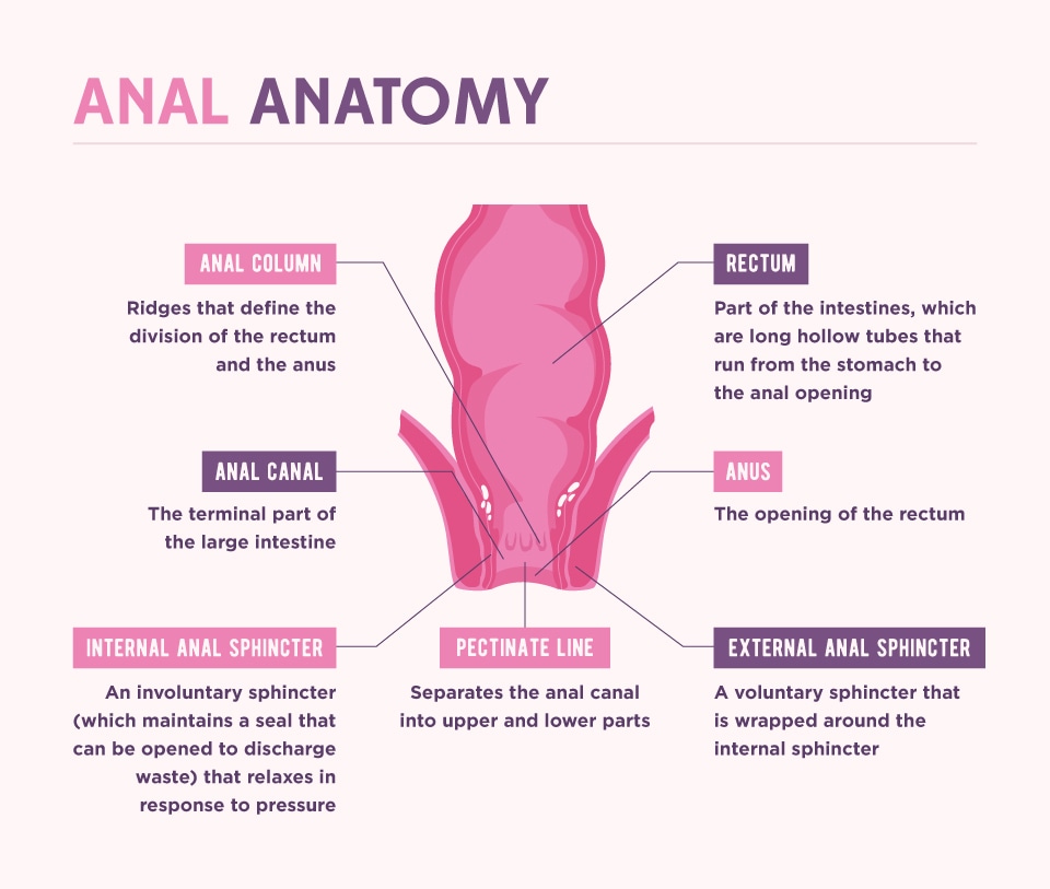 Anal Anatomy
